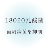 L8020乳酸菌：L8020乳酸菌